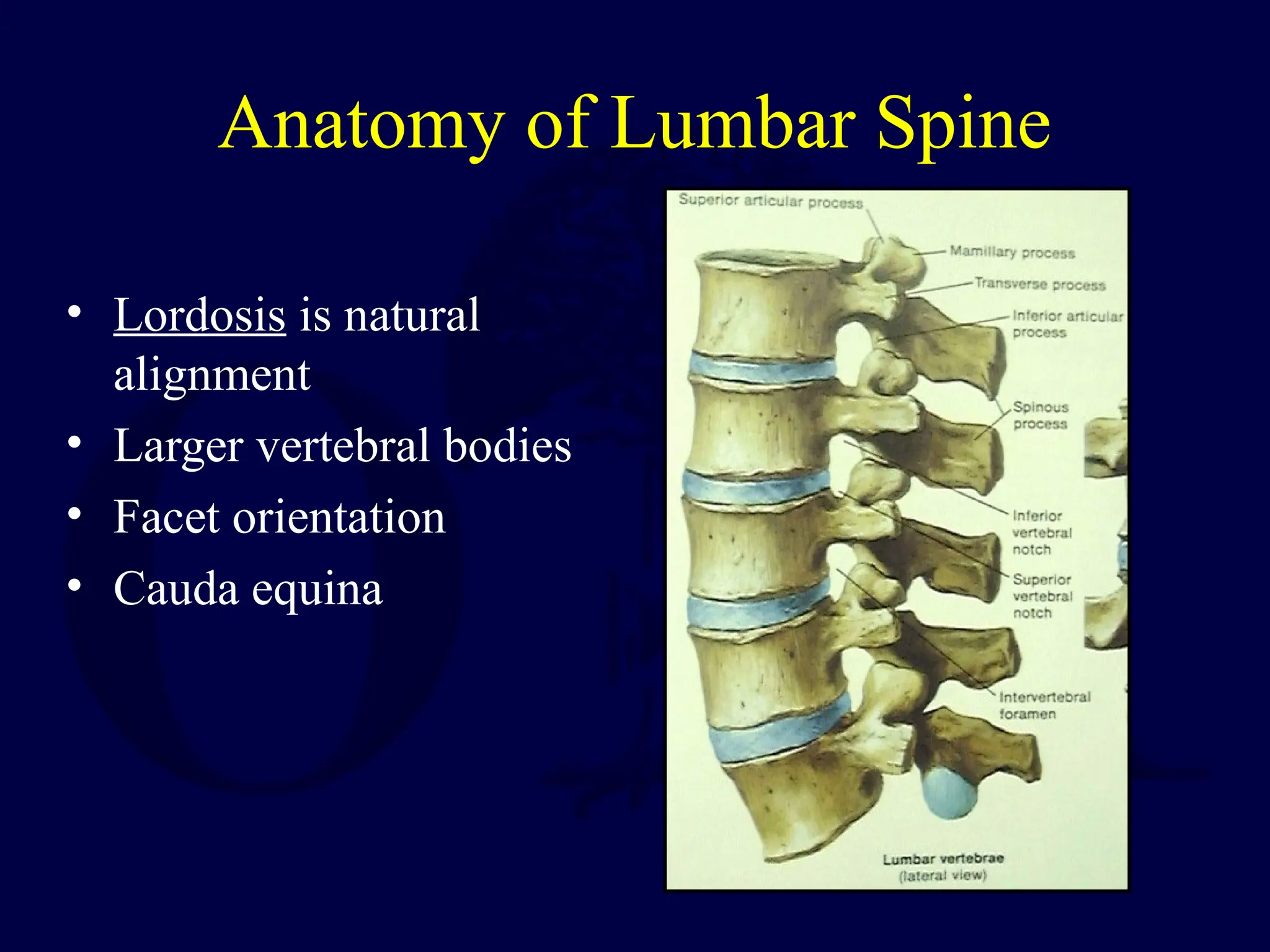 Anatomy of Lumbar Spine
• Lordosis is natural
alignment
• Larger vertebral bodies
• Facet orientation
• Cauda equina
 