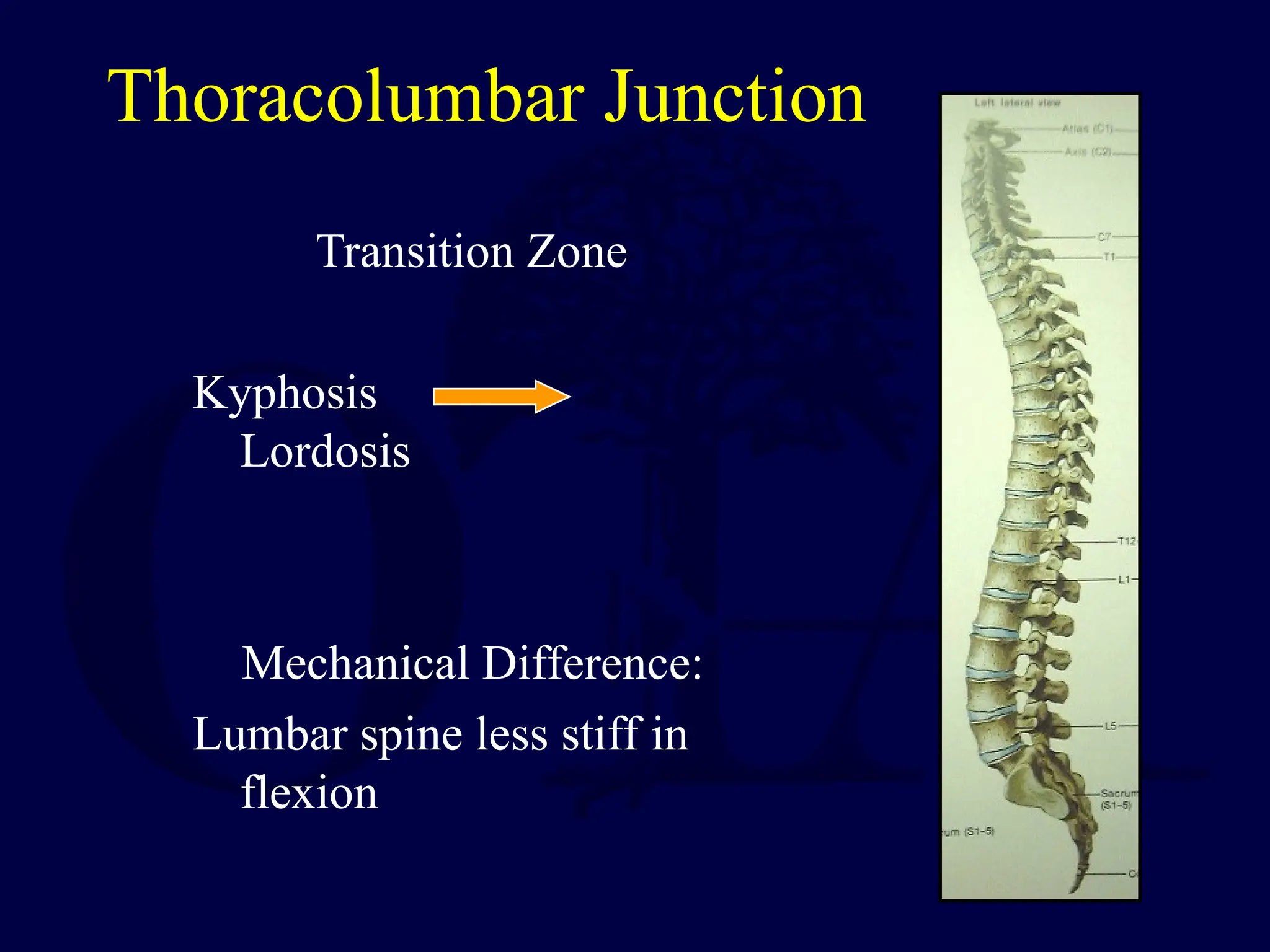 Thoracolumbar Junction
Transition Zone
Kyphosis
Lordosis
Mechanical Difference:
Lumbar spine less stiff in
flexion
 