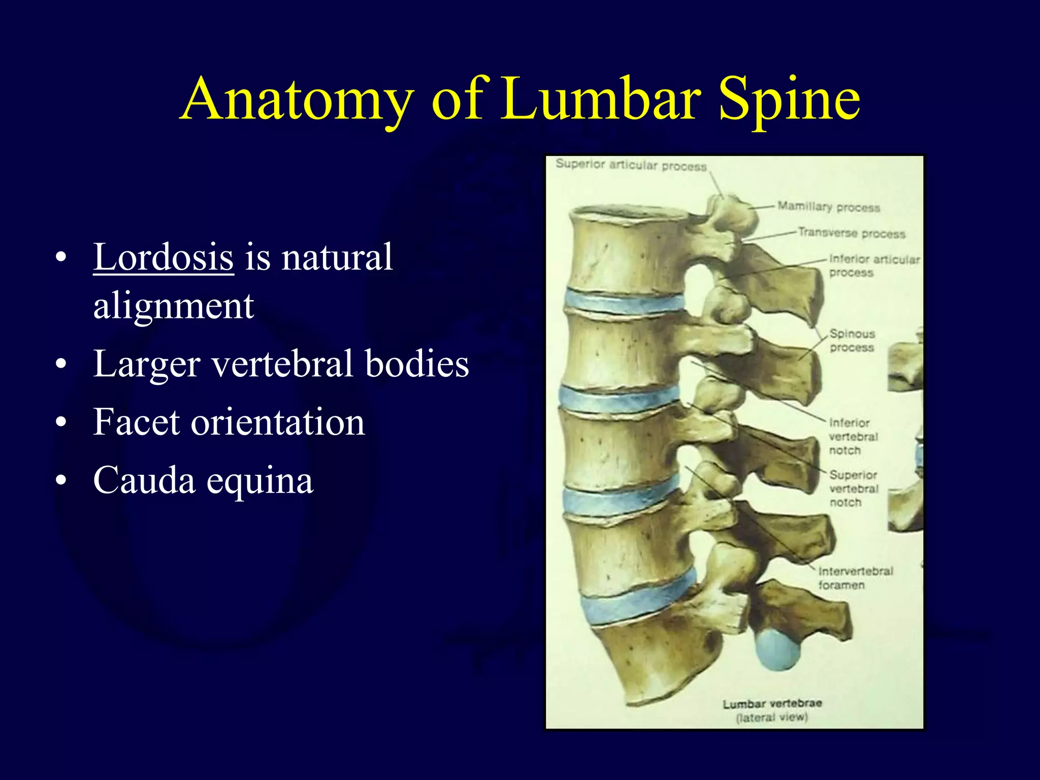 Anatomy of Lumbar Spine
• Lordosis is natural
alignment
• Larger vertebral bodies
• Facet orientation
• Cauda equina
 