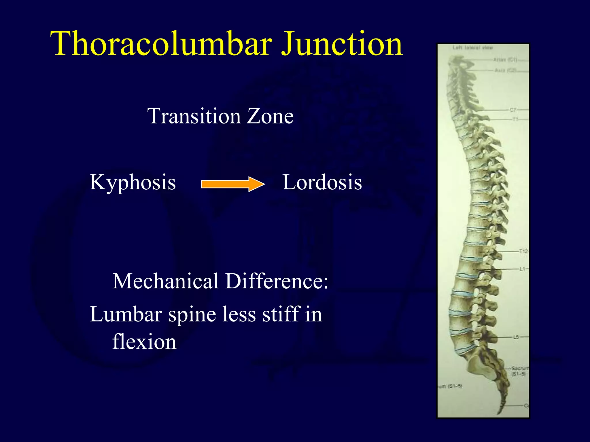 Thoracolumbar Junction
Transition Zone
Kyphosis Lordosis
Mechanical Difference:
Lumbar spine less stiff in
flexion
 