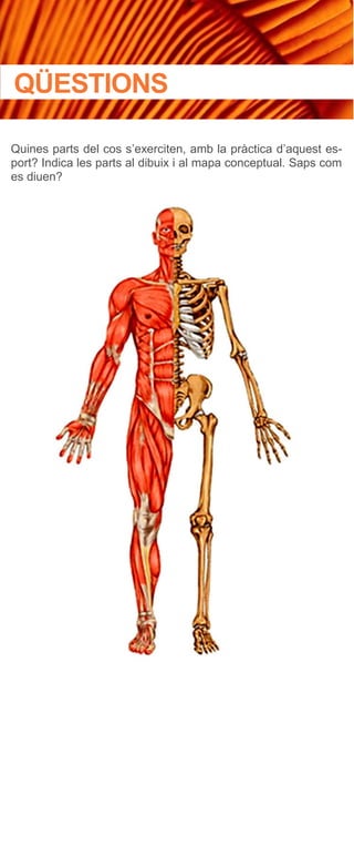 Quines parts del cos s’exerciten, amb la pràctica d’aquest es-
port? Indica les parts al dibuix i al mapa conceptual. Saps com
es diuen?
QÜESTIONS
 