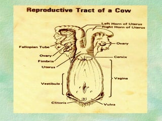 Unit 10 reproductive_organs__a.i | PPT