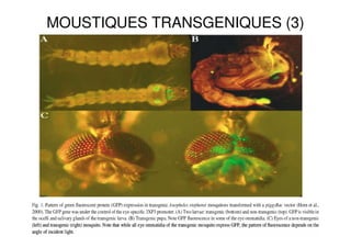 MOUSTIQUES TRANSGENIQUES (3)
 