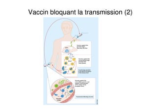 Vaccin bloquant la transmission (2)
 