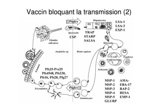Vaccin bloquant la transmission (2)
 