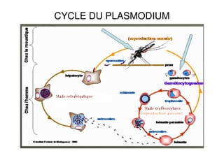 CYCLE DU PLASMODIUM
 