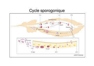 Cycle sporogonique
 
