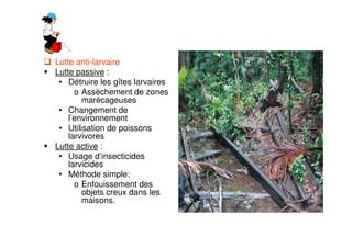 Lutte anti-larvaire
Lutte passive :
• Détruire les gîtes larvaires
o Assèchement de zones
marécageuses
• Changement de
l’environnement
• Utilisation de poissons
larvivores
Lutte active :
• Usage d’insecticides
larvicides
• Méthode simple:
o Enfouissement des
objets creux dans les
maisons.
 