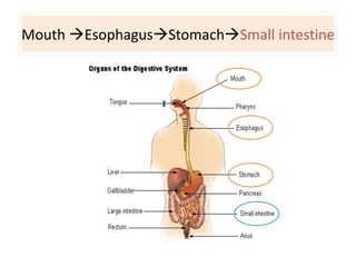 Mouth EsophagusStomachSmall intestine 