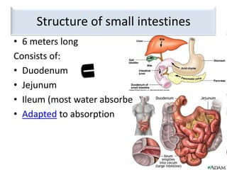 S4 Small Intestines | PPTX