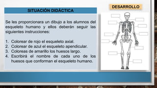 SITUACIÓN DIDÁCTICA
Se les proporcionara un dibujo a los alumnos del
esqueleto humano y ellos deberán seguir las
siguientes instrucciones:
1. Colorear de rojo el esqueleto axial.
2. Colorear de azul el esqueleto apendicular.
3. Coloreas de amarillo los huesos largo.
4. Escribirá el nombre de cada uno de los
huesos que conforman el esqueleto humano.
DESARROLLO
 