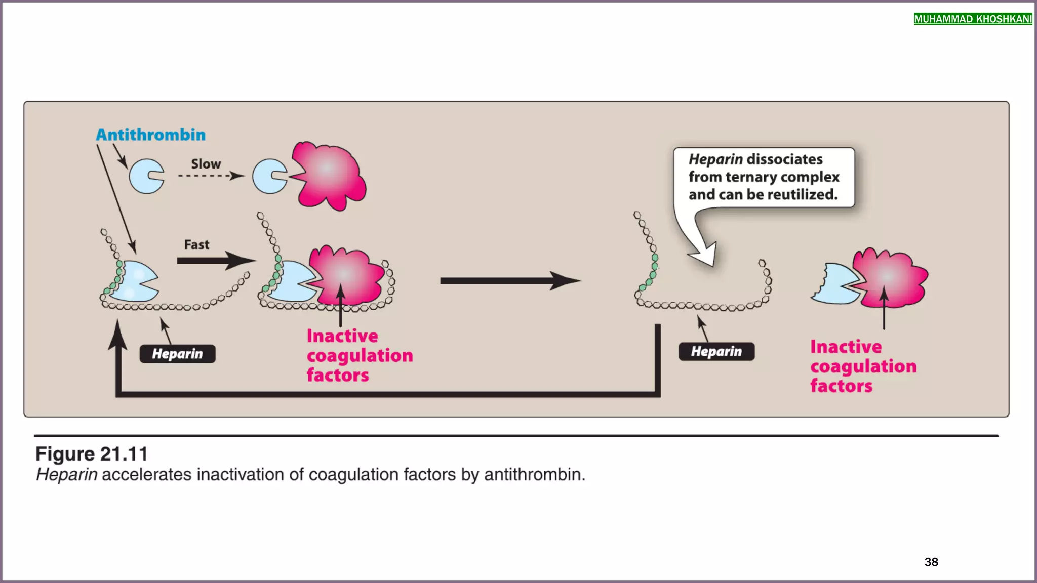 anticoagulants and antiplatelet agents | PDF