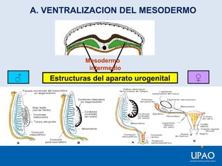 A. VENTRALIZACION DEL MESODERMO

Mesodermo
intermedio

♂

Estructuras del aparato urogenital

♀

 