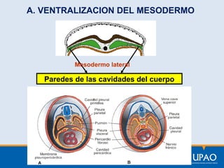A. VENTRALIZACION DEL MESODERMO

Mesodermo lateral

Paredes de las cavidades del cuerpo

 