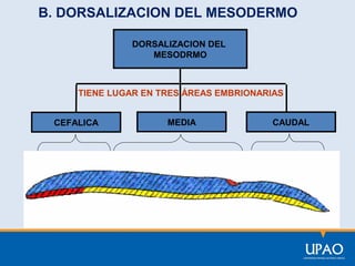 B. DORSALIZACION DEL MESODERMO
DORSALIZACION DEL
MESODRMO

TIENE LUGAR EN TRES ÁREAS EMBRIONARIAS
CEFALICA

MEDIA

CAUDAL

 