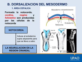 B. DORSALIZACION DEL MESODERMO
1. ÁREA CEFALICA

Formada la notocorda,
cordina,
nogina
y
folistatina son producidas
por las células de la
notocorda
NOTOCORDA
Induce al ectodermo
supra adyacente para
que se lleve a cabo:

LA NEURULACION EN LA
REGION CRANEAL

 