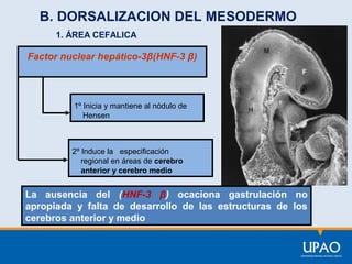 B. DORSALIZACION DEL MESODERMO
1. ÁREA CEFALICA

Factor nuclear hepático-3β(HNF-3 β)

1º Inicia y mantiene al nódulo de
Hensen

2º Induce la especificación
regional en áreas de cerebro
anterior y cerebro medio

La ausencia del (HNF-3 β) ocaciona gastrulación no
apropiada y falta de desarrollo de las estructuras de los
cerebros anterior y medio

 