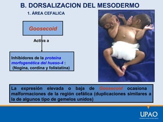 B. DORSALIZACION DEL MESODERMO
1. ÁREA CEFALICA

Goosecoid
Activa a

Inhibidores de la proteína
morfogenética del hueso-4 :
(Nogina, cordina y folistatina)

La expresión elevada o baja de Goosecoid ocasiona
malformaciones de la región cefálica (duplicaciones similares a
la de algunos tipo de gemelos unidos)

 