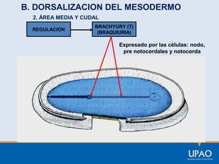 B. DORSALIZACION DEL MESODERMO
2. ÁREA MEDIA Y CUDAL
REGULACION

BRACHYURY (T)
(BRAQUIURIA)

Expresado por las células: nodo,
pre notocordales y notocorda

 