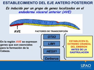 ESTABLECIMIENTO DEL EJE ANTERO POSTERIOR
Es inducido por un grupo de genes localizados en el
endodermo visceral anterior (AVE)

AVE

FACTORES DE TRANSCRIPCIÒN

OTX2
En la región AVE se expresan
genes que son esenciales
para la formación de la
Cabeza.

LIM1
HESX1
Cerberus

ESTABLECEN EL
EXTREMO CRANEAL
DEL EMBRION
ANTES DE LA
GASTRULACION

 