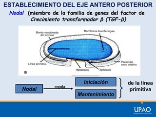 ESTABLECIMIENTO DEL EJE ANTERO POSTERIOR
Nodal (miembro de la familia de genes del factor de
Crecimiento transformador β (TGF-β)

AVE
OTX2
Nodal

regula

Iniciación
Mantenimiento

de la línea
primitiva

 