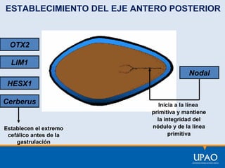 ESTABLECIMIENTO DEL EJE ANTERO POSTERIOR

OTX2
LIM1
Nodal
HESX1
Cerberus

Establecen el extremo
cefálico antes de la
gastrulación

Inicia a la línea
primitiva y mantiene
la integridad del
nódulo y de la línea
primitiva

 