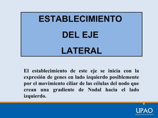 ESTABLECIMIENTO
DEL EJE
LATERAL
El establecimiento de este eje se inicia con la
expresión de genes en lado izquierdo posiblemente
por el movimiento ciliar de las células del nodo que
crean una gradiente de Nodal hacia el lado
izquierdo.

 
