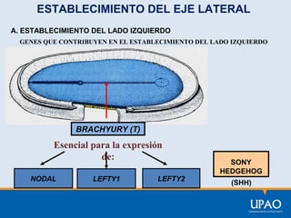 ESTABLECIMIENTO DEL EJE LATERAL
A. ESTABLECIMIENTO DEL LADO IZQUIERDO
GENES QUE CONTRIBUYEN EN EL ESTABLECIMIENTO DEL LADO IZQUIERDO

BRACHYURY (T)

Esencial para la expresión
de:
NODAL

LEFTY1

LEFTY2

SONY
HEDGEHOG
(SHH)

 