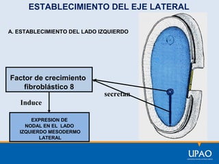 ESTABLECIMIENTO DEL EJE LATERAL
A. ESTABLECIMIENTO DEL LADO IZQUIERDO

Factor de crecimiento
fibroblástico 8
Induce
EXPRESION DE
NODAL EN EL LADO
IZQUIERDO MESODERMO
LATERAL

secretan

 