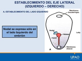 ESTABLECIMIENTO DEL EJE LATERAL
(IZQUIERDO – DERECHO)
A. ESTABLECIMIENTO DEL LADO IZQUIERDO

Nodal se expresa sólo en
el lado Izquierdo del
embrión

 