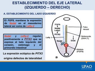 ESTABLECIMIENTO DEL EJE LATERAL
(IZQUIERDO – DERECHO)
A. ESTABLECIMIENTO DEL LADO IZQUIERDO
El FGF8, mantiene la expresión
de Nodal en el mesodermo
lateral así como de Lefty-2

Nodal
y
Lefty-2
regulan
positivamente a PITX2 que se
expresa al lado izquierdo del
corazón,
estómago
y
el
primordio intestinal

La expresión ectópica de PITX2
origina defectos de lateralidad

 