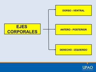 DORSO - VENTRAL

EJES
CORPORALES

ANTERO - POSTERIOR

DERECHO - IZQUIERDO

 