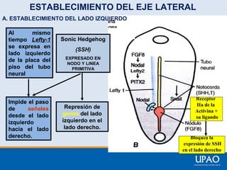ESTABLECIMIENTO DEL EJE LATERAL
A. ESTABLECIMIENTO DEL LADO IZQUIERDO
Al
mismo
tiempo Lefty-1
se expresa en
lado izquierdo
de la placa del
piso del tubo
neural

Impide el paso
de
señales
desde el lado
izquierdo
hacia el lado
derecho.

Sonic Hedgehog
(SSH)
EXPRESADO EN
NODO Y LINEA
PRIMITIVA

Represión de
genes del lado
izquierdo en el
lado derecho.

Receptor
IIa de la
Activina +
su ligando

Bloquea la
expresión de SSH
en el lado derecho

 