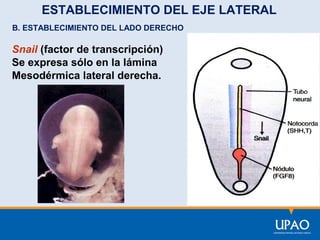 ESTABLECIMIENTO DEL EJE LATERAL
B. ESTABLECIMIENTO DEL LADO DERECHO

Snail (factor de transcripción)
Se expresa sólo en la lámina
Mesodérmica lateral derecha.

 