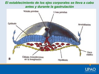 El establecimiento de los ejes corporales se lleva a cabo
antes y durante la gastrulación

 