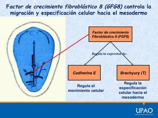 Factor de crecimiento fibroblástico 8 (GFG8) controla la
migración y especificación celular hacia el mesodermo

Factor de crecimiento
Fibroblástico 8 (FGF8)

Regula la expresion de:

Cadherina E
Regula el
movimiento celular

Brachyury (T)
Regula la
especificación
celular hacia el
mesodermo

 