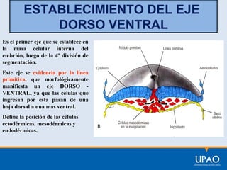 ESTABLECIMIENTO DEL EJE
DORSO VENTRAL
Es el primer eje que se establece en
la masa celular interna del
embrión, luego de la 4º división de
segmentación.
Este eje se evidencia por la línea
primitiva, que morfológicamente
manifiesta un eje DORSO VENTRAL, ya que las células que
ingresan por esta pasan de una
hoja dorsal a una mas ventral.
Define la posición de las células
ectodérmicas, mesodérmicas y
endodérmicas.

 