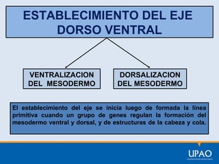 ESTABLECIMIENTO DEL EJE
DORSO VENTRAL

VENTRALIZACION
DEL MESODERMO

DORSALIZACION
DEL MESODERMO

El establecimiento del eje se inicia luego de formada la línea
primitiva cuando un grupo de genes regulan la formación del
mesodermo ventral y dorsal, y de estructuras de la cabeza y cola.

 
