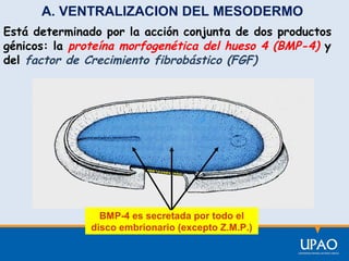 A. VENTRALIZACION DEL MESODERMO
Está determinado por la acción conjunta de dos productos
génicos: la proteína morfogenética del hueso 4 (BMP-4) y
del factor de Crecimiento fibrobástico (FGF)

BMP-4 es secretada por todo el
disco embrionario (excepto Z.M.P.)

 