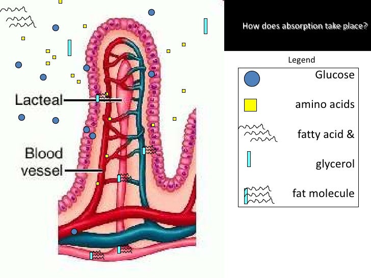 S5 Small Intestines II