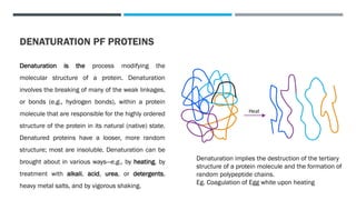Define Denaturation Amino acid synthesis Nucleic acids and their Applications | PDF