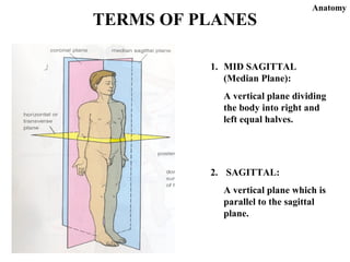 Halves Body Part anatomy | PPT