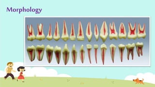 FUNCTIONS OF DENTAL PULP
• Nutrition : blood supply
• Sensation : temp – vibration – chemicals
• Formative : maintain of d...