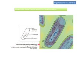 Organisation d’une bactérie
Observation d’une bactérie au microscope électronique