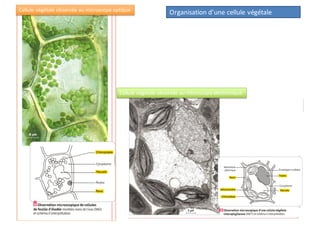 Organisation d’une cellule végétaleCellule végétale observée au microscope optique
Cellule végétale observée au microscope électronique