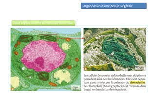 Organisation d’une cellule végétale
Cellule végétale observée au microscope électronique