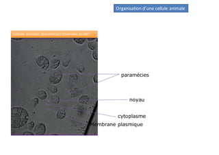 paramécies
noyau
Membrane plasmique
cytoplasme
Organisation d’une cellule animale
Cellules animales (paramécies) observées au MO