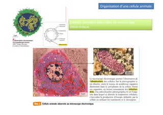 Organisation d’une cellule animale
Cellules animales observées au microscope
électronique.