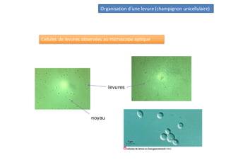 noyau
levures
Organisation d’une levure (champignon unicellulaire)
Cellules de levures observées au microscope optique