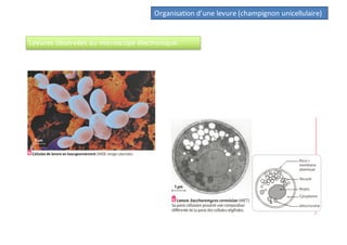 Organisation d’une levure (champignon unicellulaire)
Levures observées au microscope électronique.